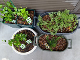 蚊や虫に悩まない！香りを楽しむ植物をベランダでプチッと楽しむ～！酷暑の夏を快適に過ごす工夫
