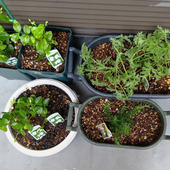 蚊や虫に悩まない！香りを楽しむ植物をベランダでプチッと楽しむ～！酷暑の夏を快適に過ごす工夫