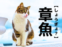 【章魚】なんて読む？海の生き物ですが魚ではありません。西洋で「デビルフィッシュ」と言えば…？【難読漢字クイズ】