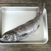 〈天然魚クエスト〉コンテストでクロムツとクーラーボックスが届きました！