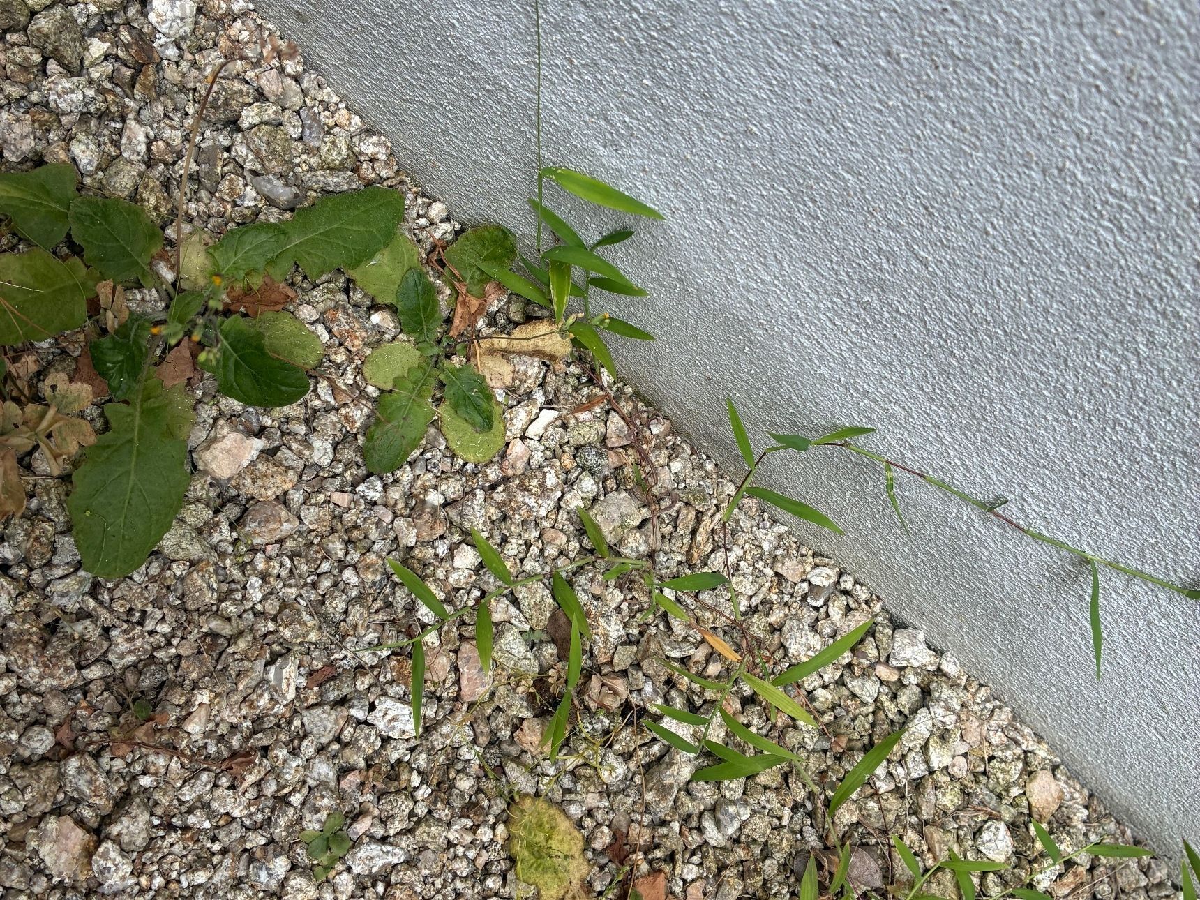 かわいい見た目なのに、抜けない、しつこい