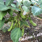 「味が違う」枝豆は鮮度が命！ワンランクアップの収穫〜調理法