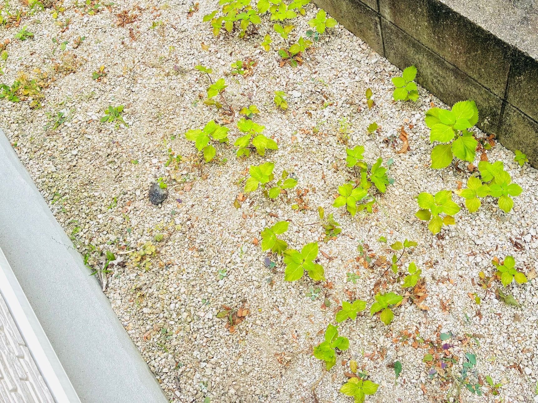 庭の雑草の中から発見！「この香りは間違いなく天ぷらにしたらおいしいやつ」