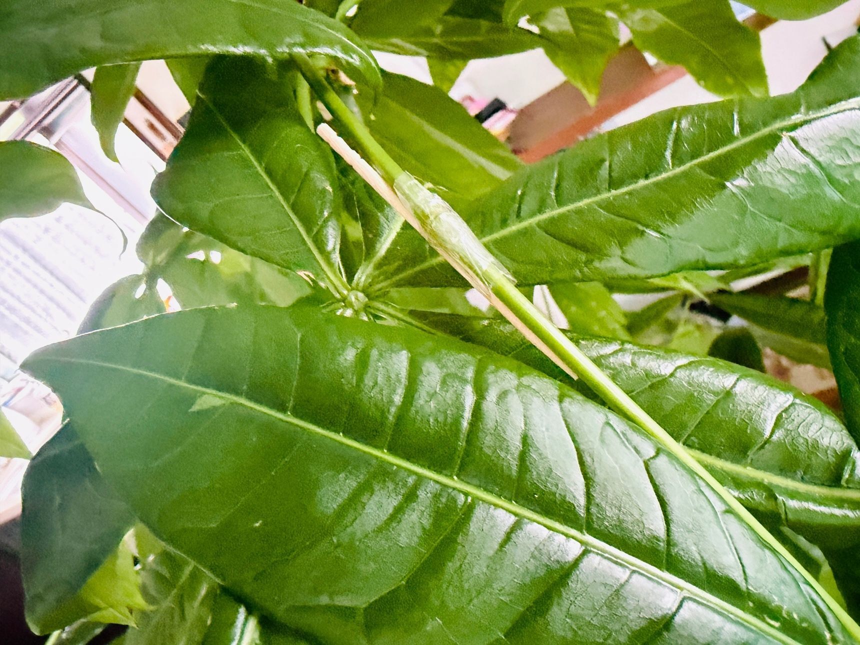 観葉植物が折れたら爪楊枝で対処