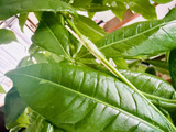 観葉植物が折れたら爪楊枝で対処