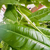 観葉植物が折れたら爪楊枝で対処