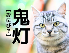 【鬼灯】なんてよむ？「おにび」ではありませんよ【読めそうで読めない漢字クイズ】