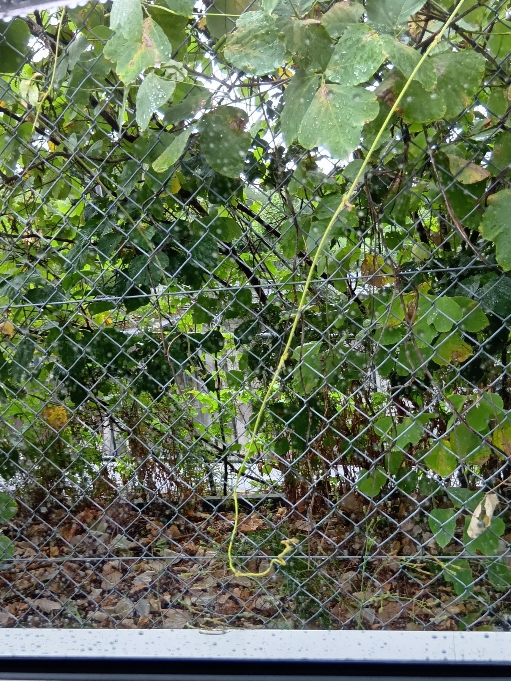葛はつる性の植物なので、長く伸びたつるを周りの木や植物に絡ませながら、どんどん上へ、横へと広がっていきます。  その勢いで、ほかの植物まで覆い尽くしてしまうことも。