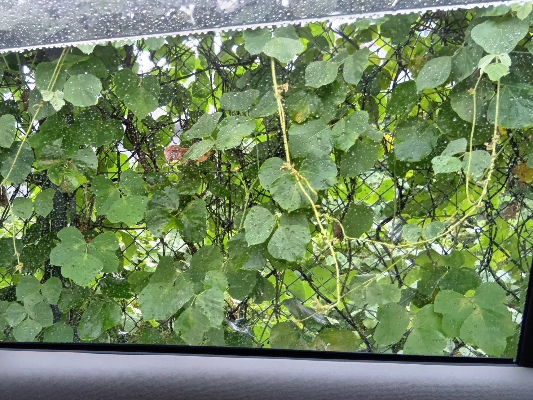 葛って、どんな植物？私は葛粉が大好き。高級な食材というイメージがあります。