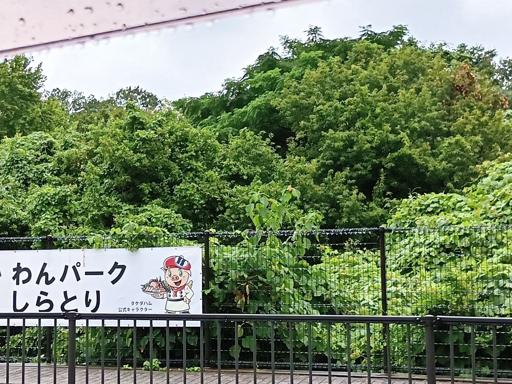 道路脇から斜面、木々の周りまで、どこを見ても葛、葛、葛……。