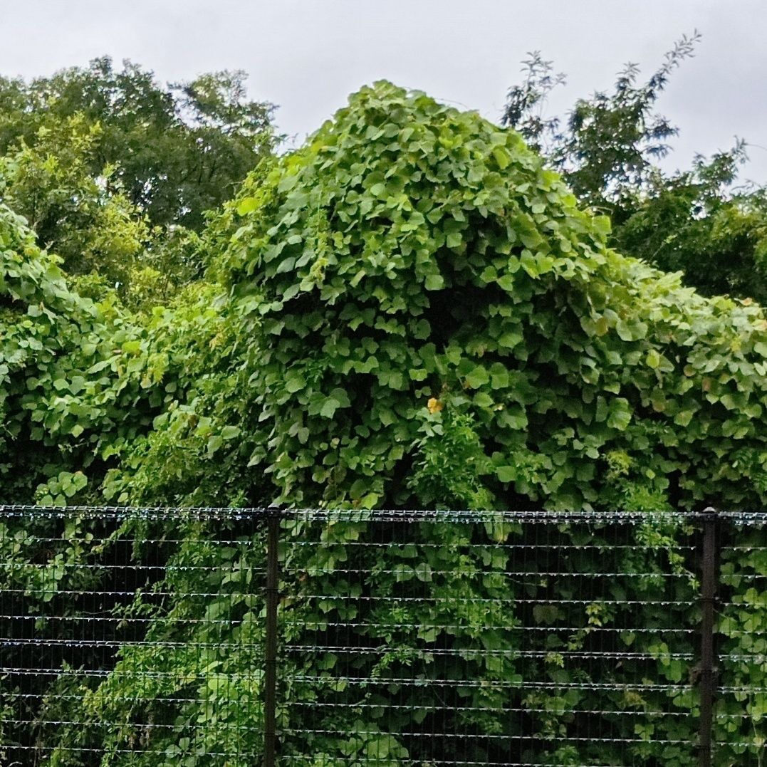 【8月のヤバい雑草】大和なでしこでおしとやか？いえいえ、葛はとんでもないモンスターなんです！