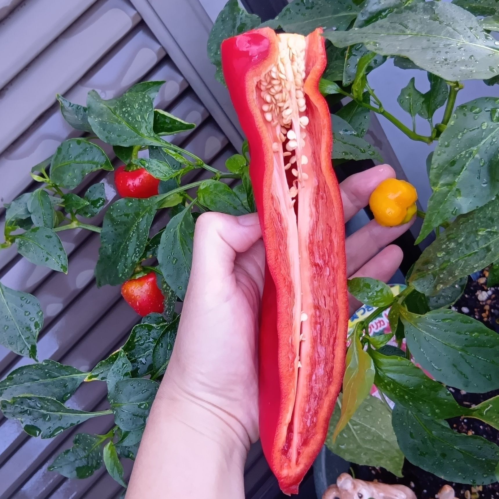 今年の夏、ベランダ菜園をしている　鈴なりパプリカとも撮影してみました～！