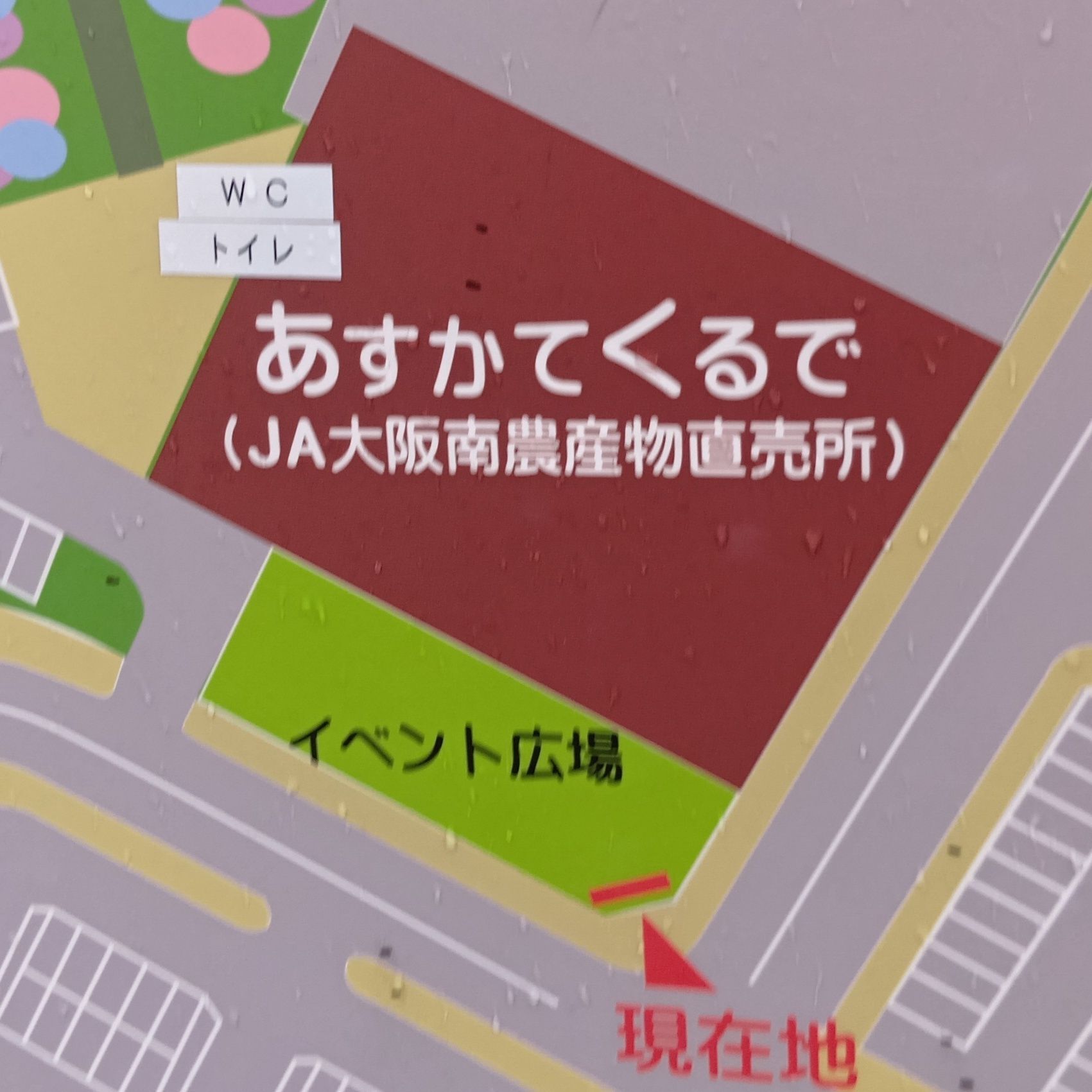 ところで、あわび茸ってどんなきのこなのでしょう？