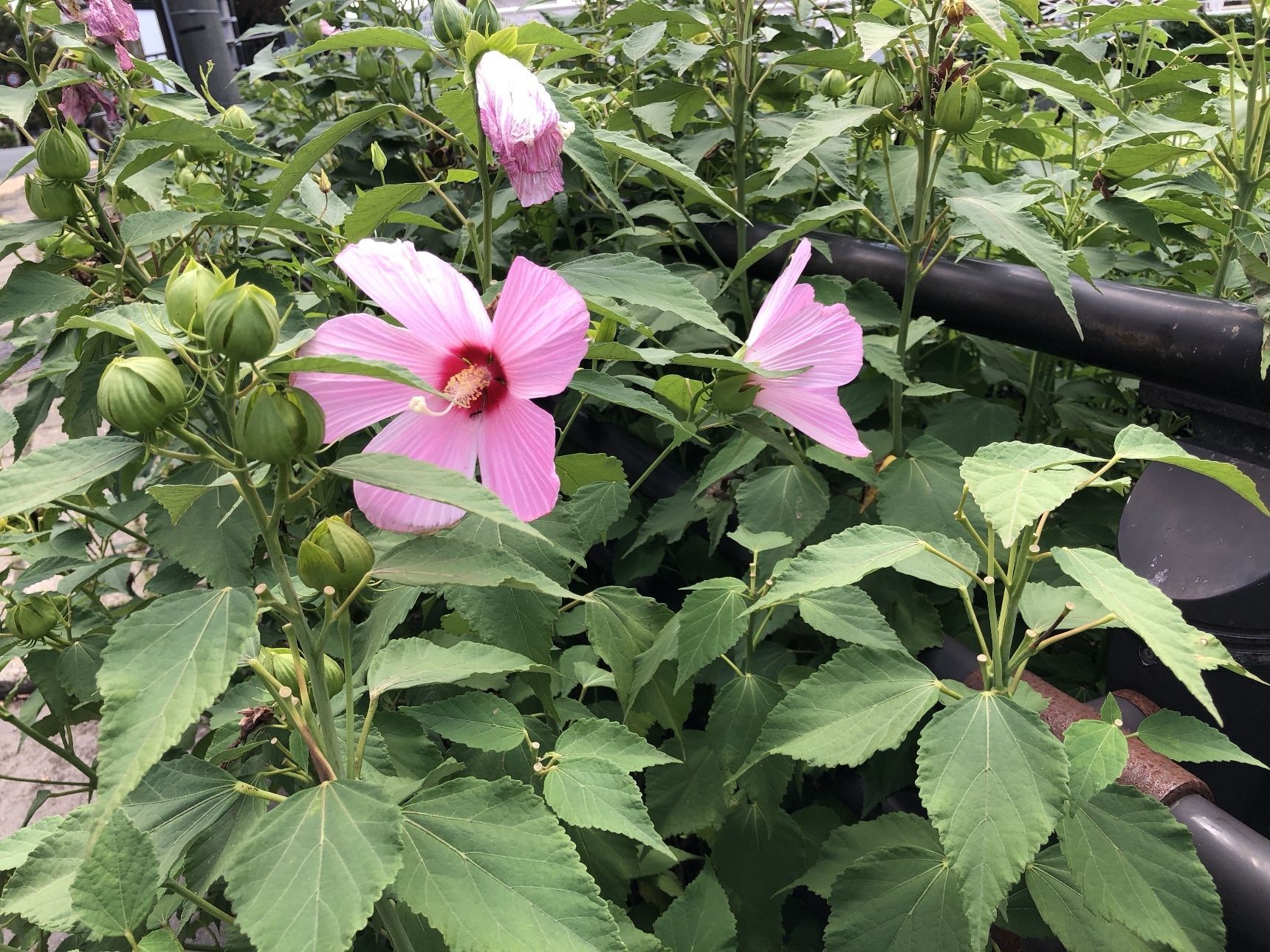 開運橋の側には花壇が