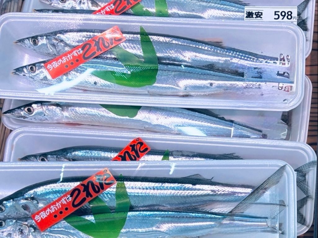 8月に生サンマがスーパーに並んでいたので「早くない？」と思って調べてみたら…【天然魚考】