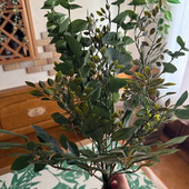 毎日の暮らしに彩りと植物を！