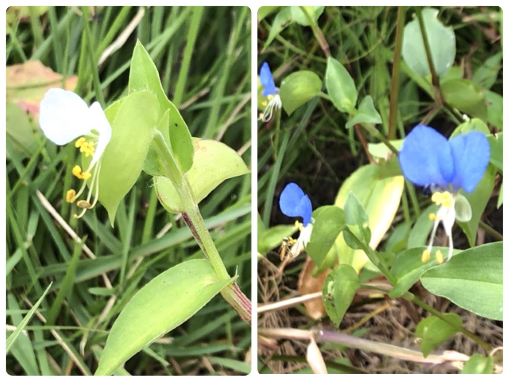 良く見る青いツユクサも見掛けたので比較しようと写真を撮ってきました