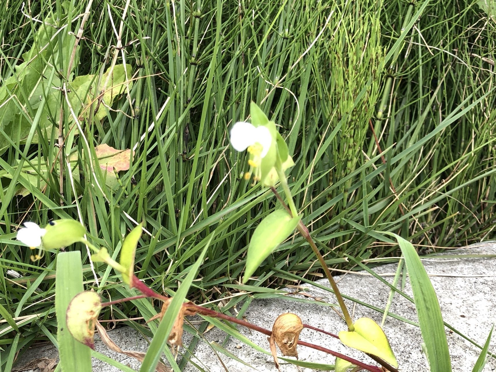 白いツユクサです