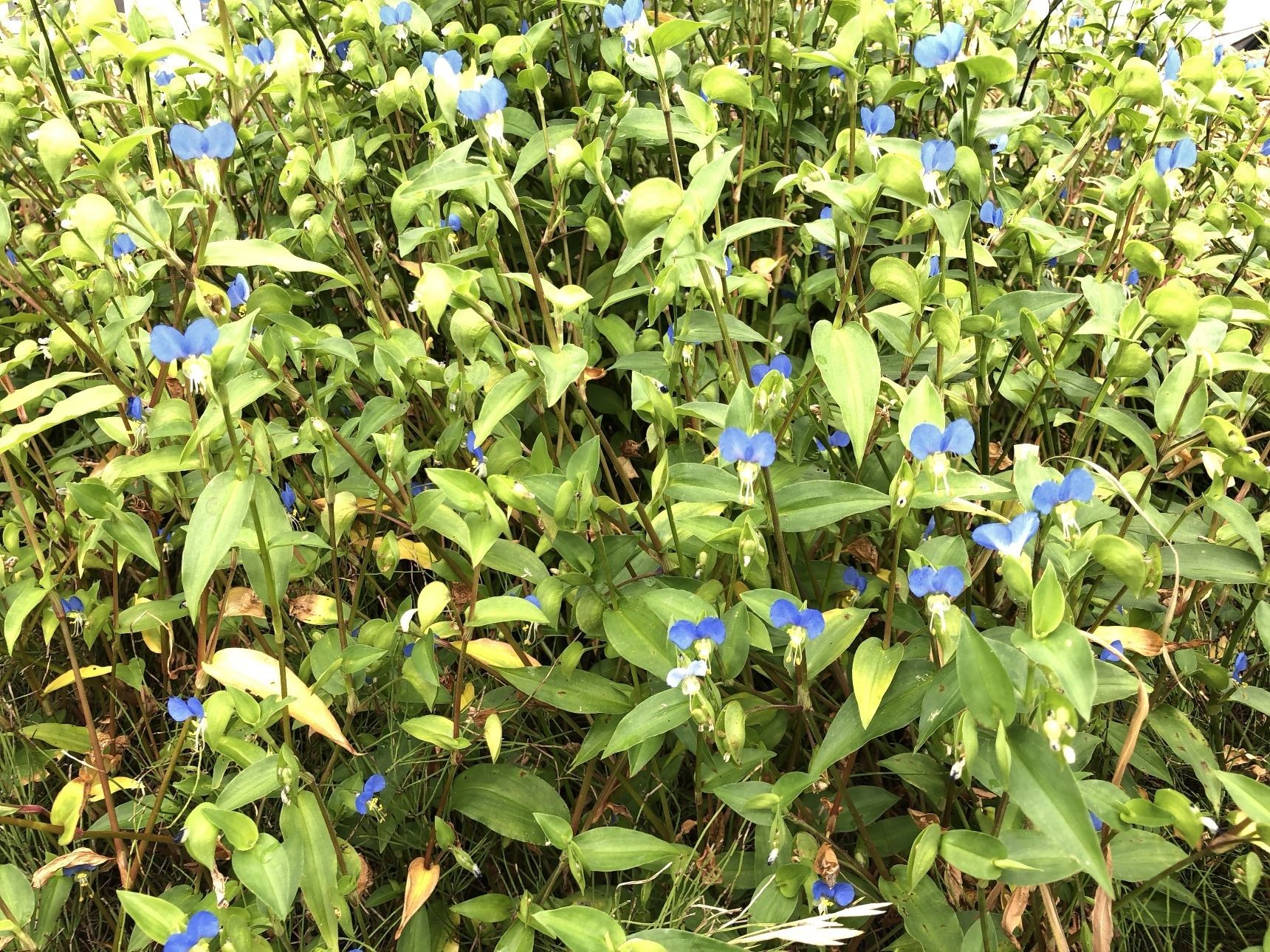 私がパッと見で気が付いたのは花の量です