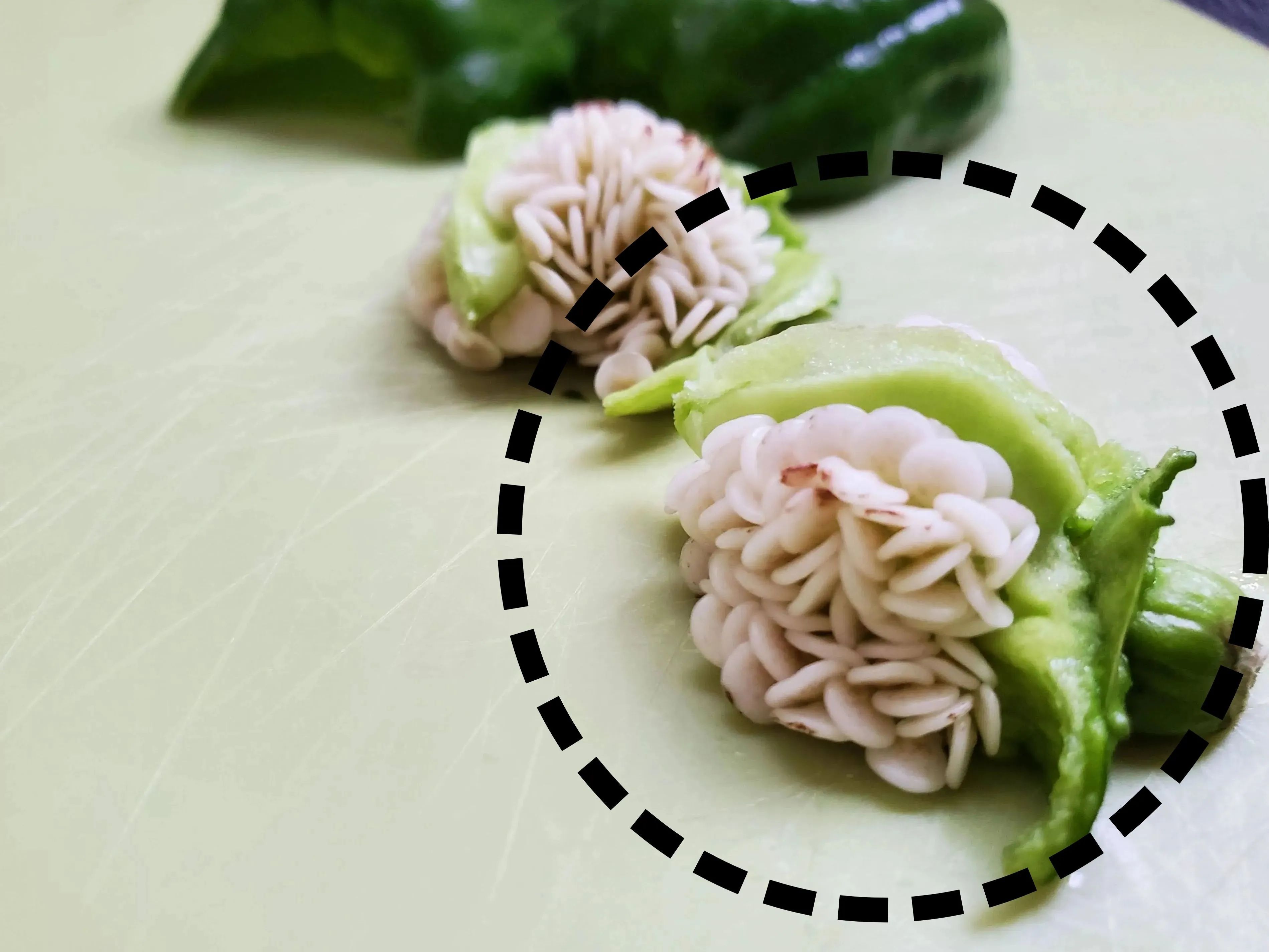 ピーマンのタネ、もう取らなくてOK！？実は丸ごと食べられる♡捨てがちな野菜のタネ3選