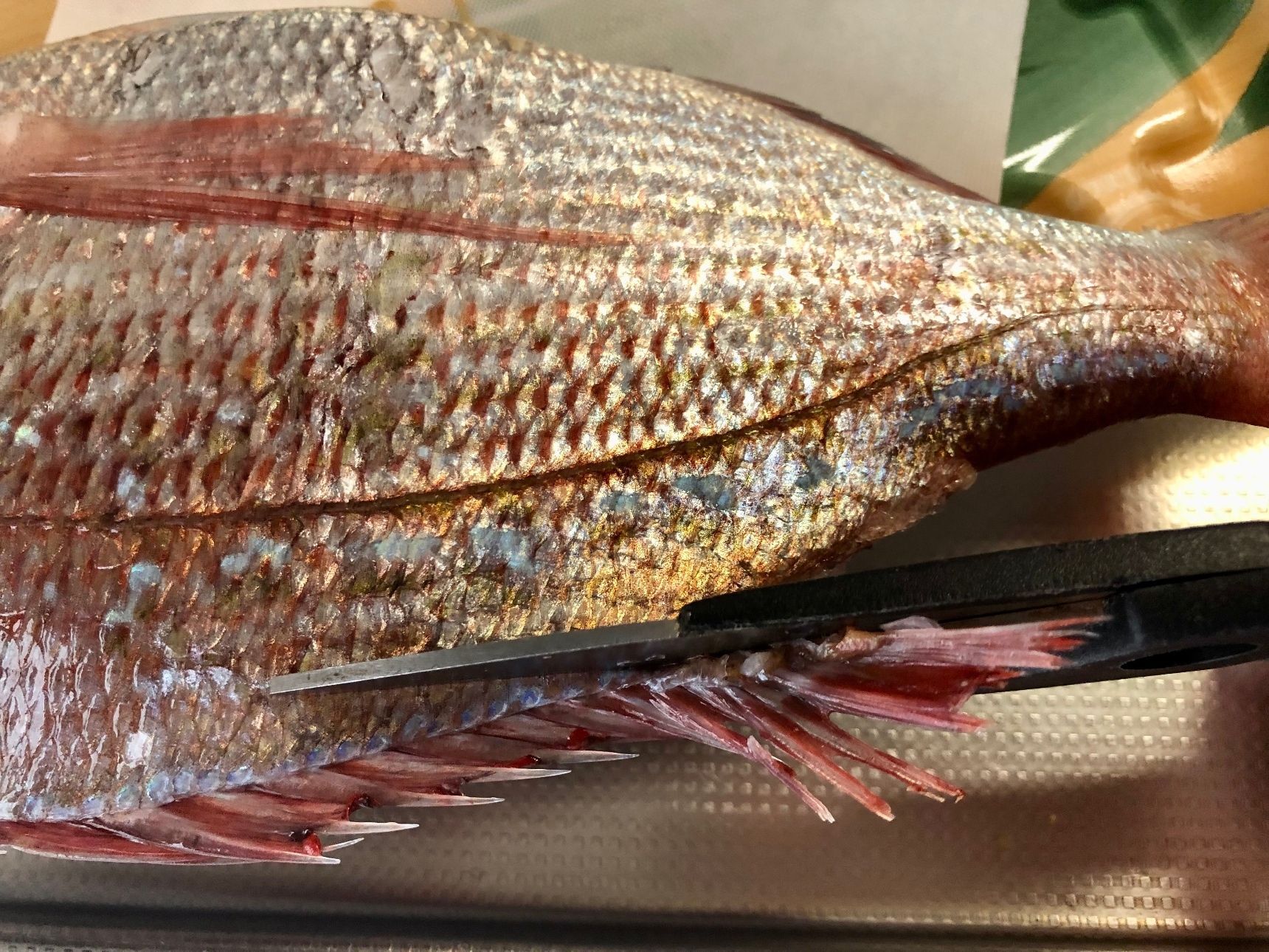 鯛のヒレと尾をキッチンバサミで切ります