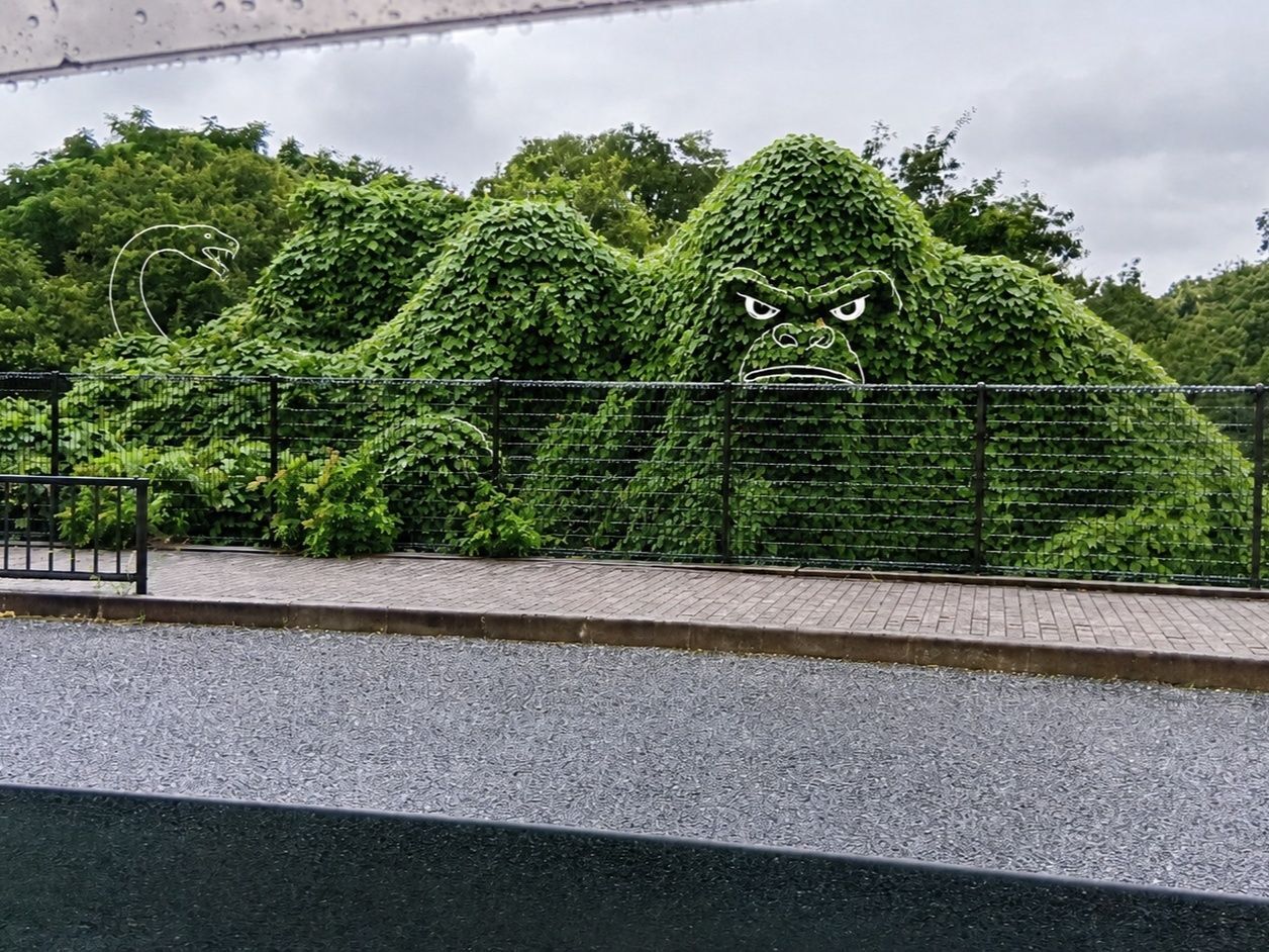 【日本産の怖い雑草】「サイエンスZERO」で知った！1か月で9m！？身近な植物の脅威のパワー