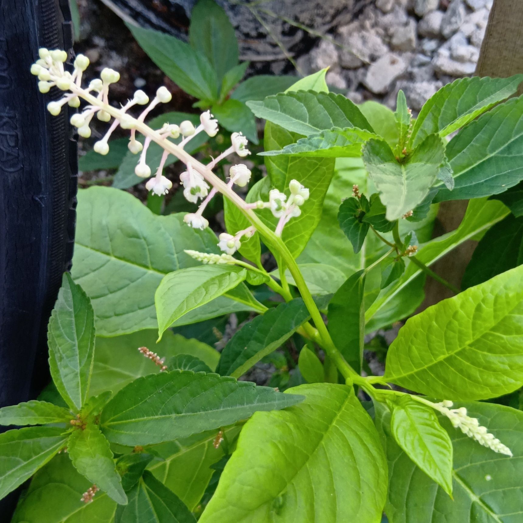 この植物は、雑草化しても、虫にもほとんど食われず、ほんと、美しいのです！