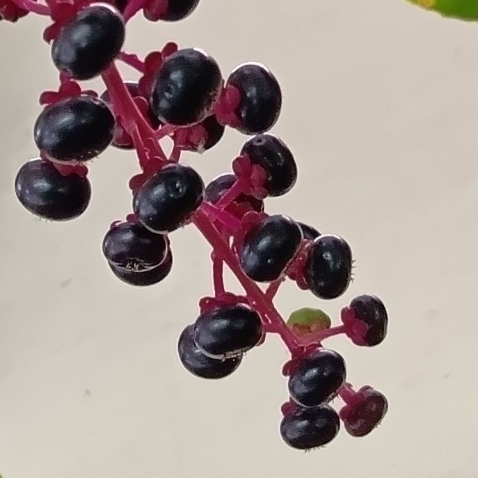 熟した果実がとっても、美味しそうに見えませんか？