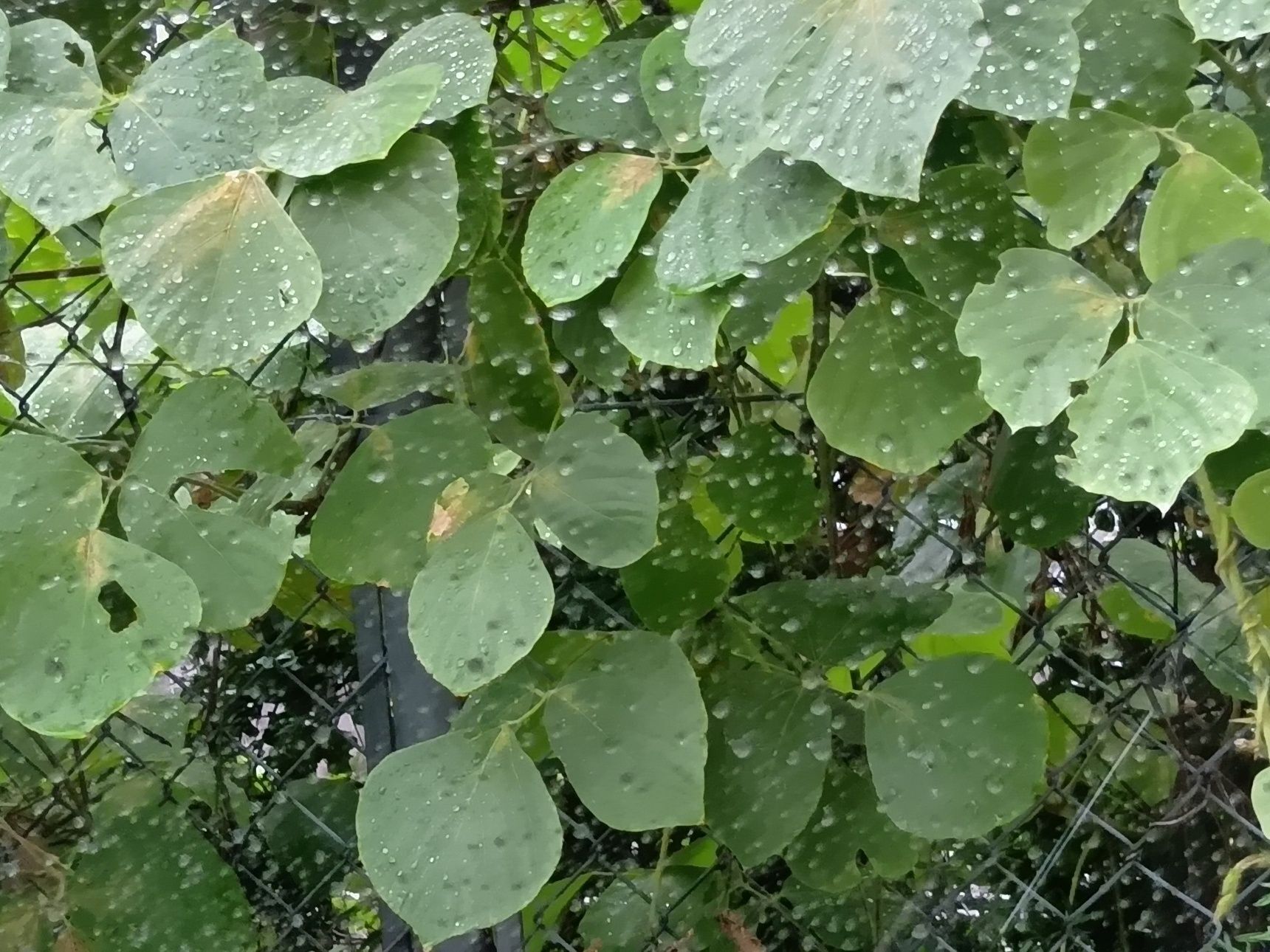 日本にも古くから自生する在来植物です。