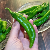 農家直送・地元産！朝どり万願寺とうがらし＆生で食べられるサラダ甘長？！おいしい一本の選び方