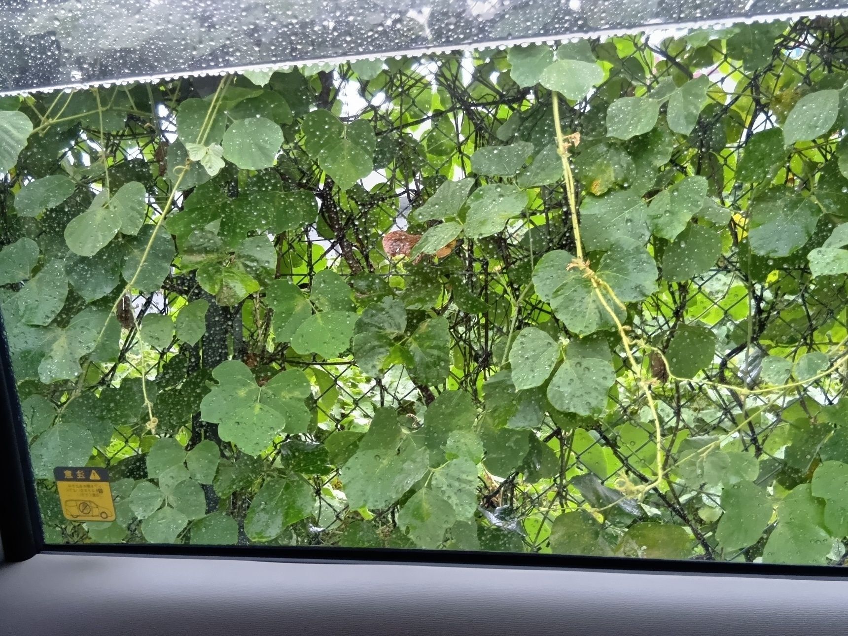 そうなんです！毒のあるもの、迷惑するほど大繁殖する雑草（植物）って人に役にも立つものが多いような気がする！