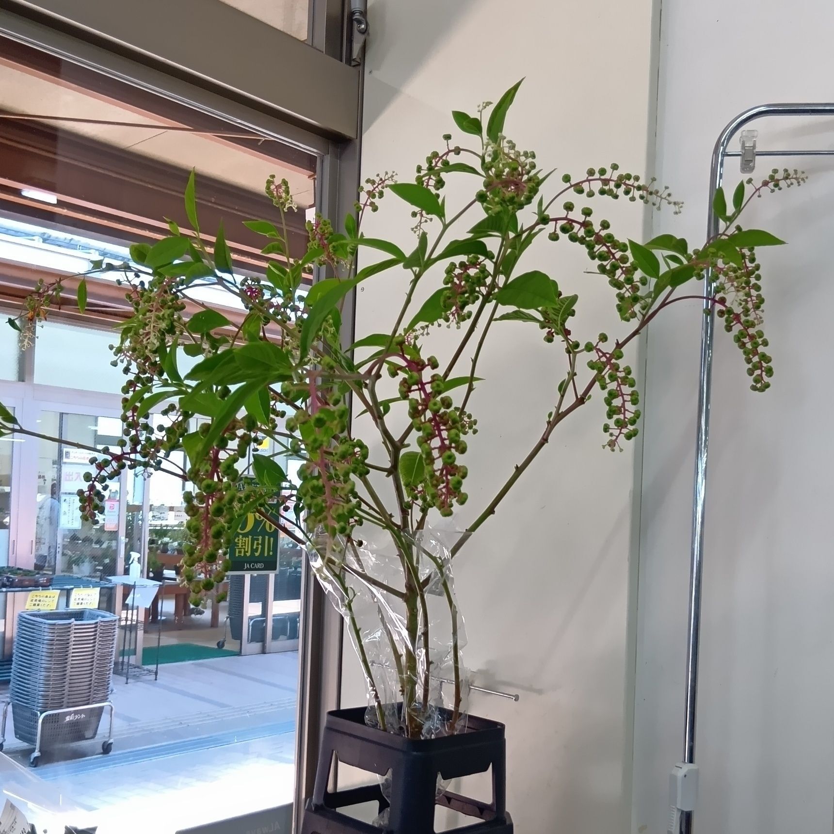 その名前の由来は「根」にあり？切り花として販売されていましたよ！