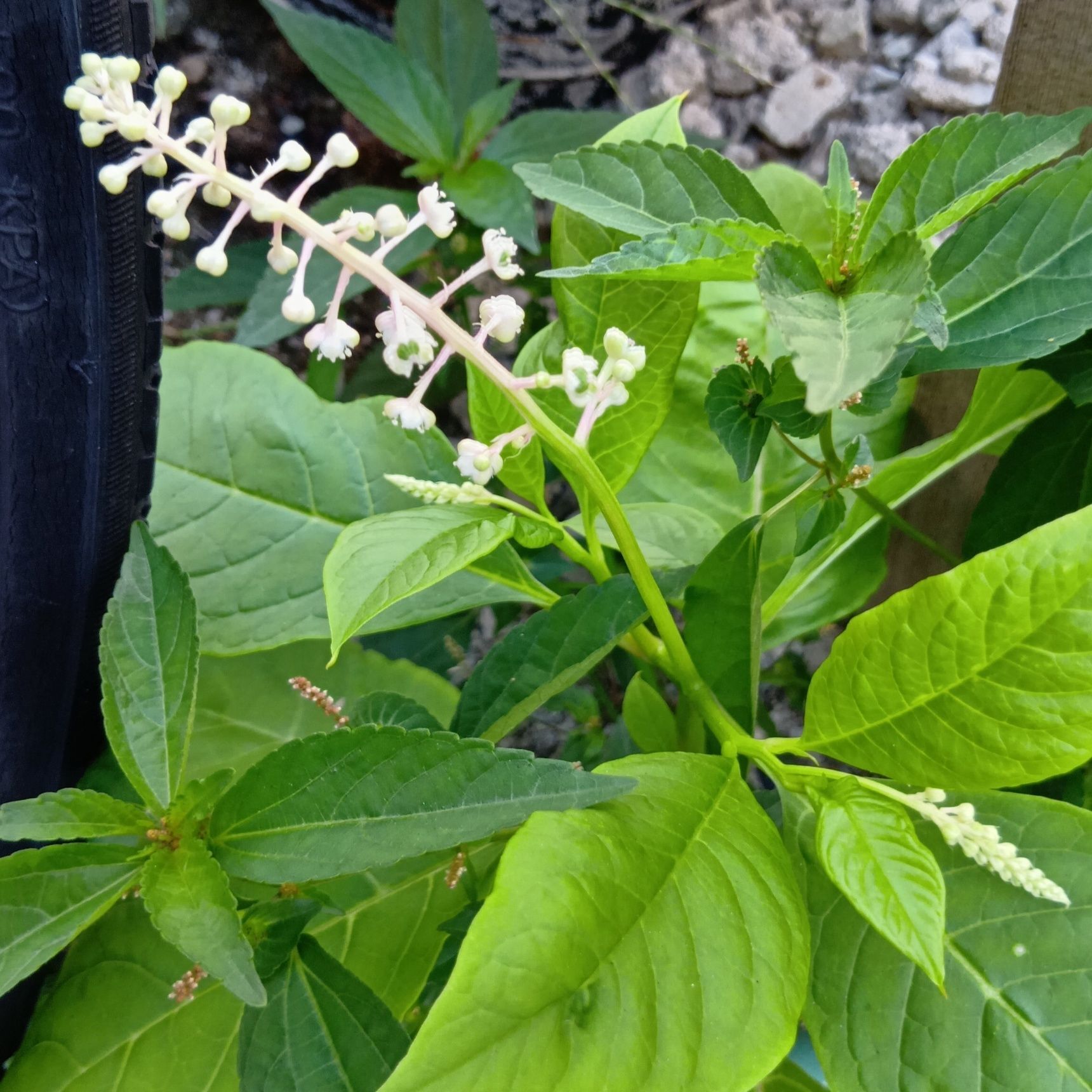 お子様注意！なんと、あの毒草が道の駅で売っていた！→『山ごぼう』って？この植物の正体とは？