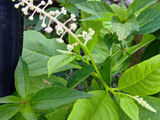 お子様注意！なんと、あの毒草が道の駅で売っていた！→『山ごぼう』って？この植物の正体とは？
