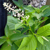 お子様注意！なんと、あの毒草が道の駅で売っていた！→『山ごぼう』って？この植物の正体とは？