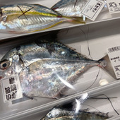 珍しい魚がずらり？！全国で１店舗だけ！レアな「くら おさかな市場」へ！魚の目利きはやっぱりココね～！