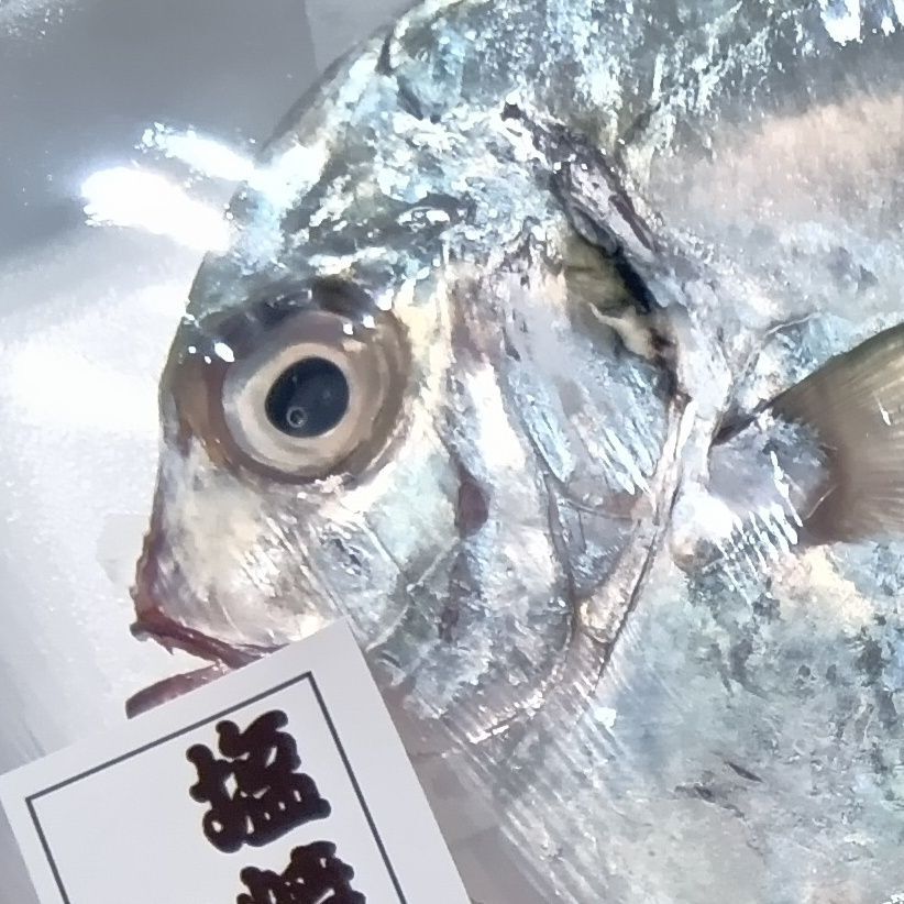 魚の種類によって、それぞれ細かな目利きポイントがありますが、すべてにおいて共通するのは、やっぱり「目」を見ること。