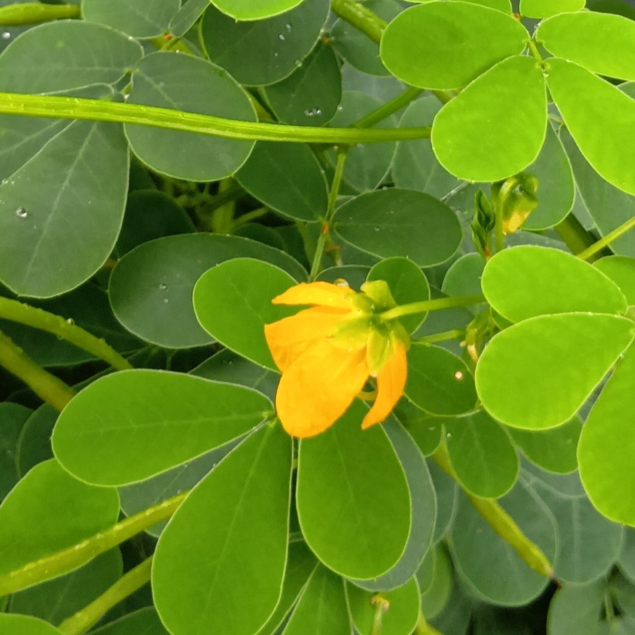 エビスグサの花言葉は、「内気」「はにかみ」「慎ましやか」「恥じらい」。