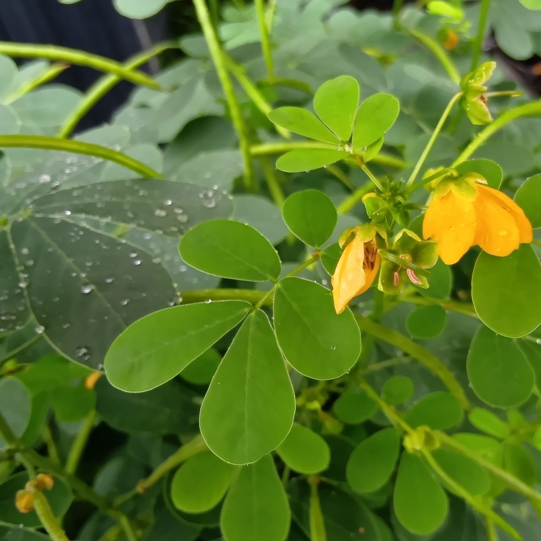 この植物は、「エビスグサ（恵比須草)」です。