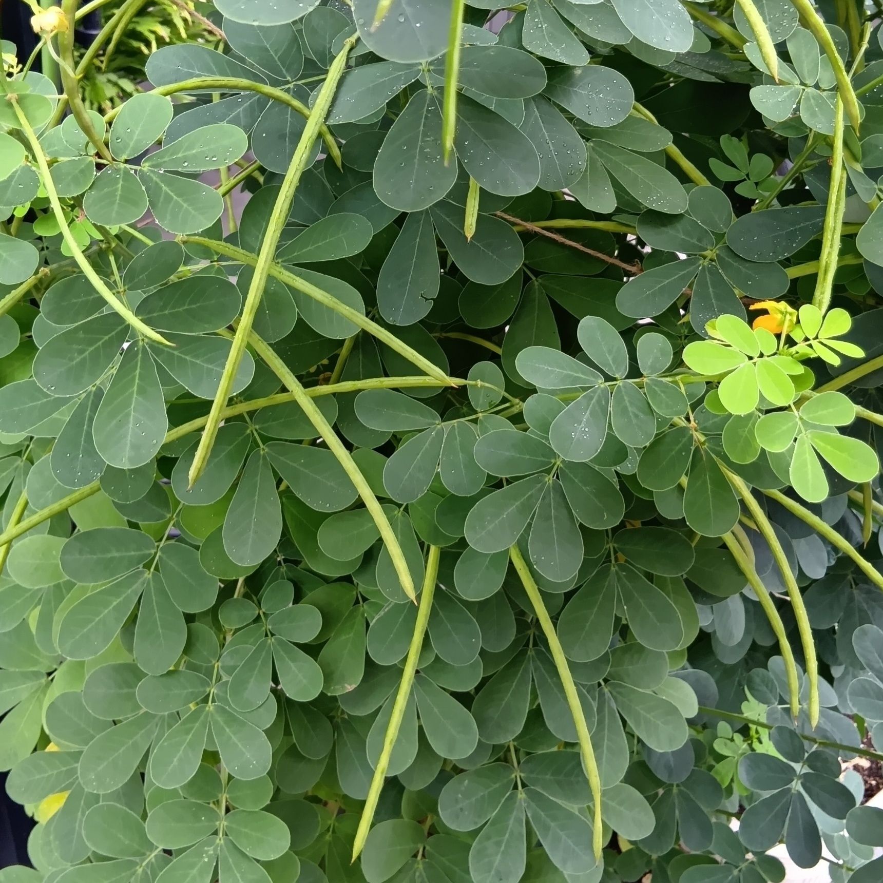そして、花が終わると細長い「さや」ができ、その中に種子が一列に並びます。  このさやは、熟してくると弓のように曲がるのも特徴なんですよ！