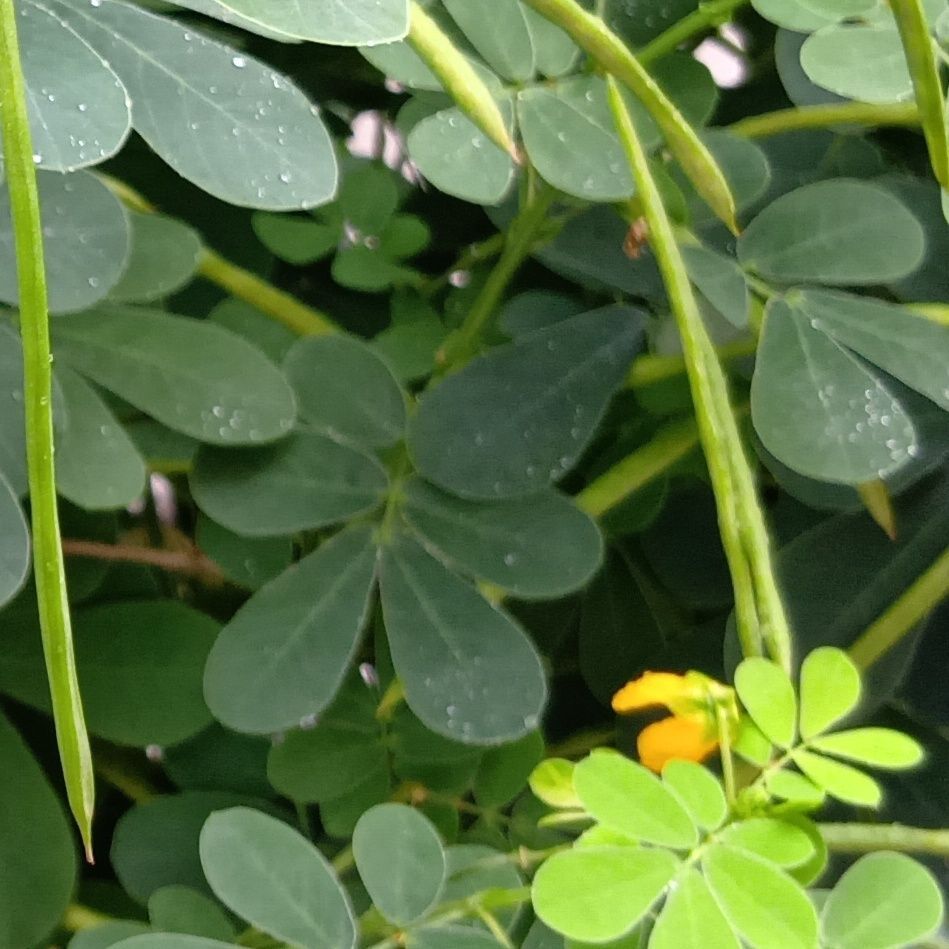 さらに、種子には硬い種皮があり、すぐに発芽せず土の中で長く生き残るものもあります。