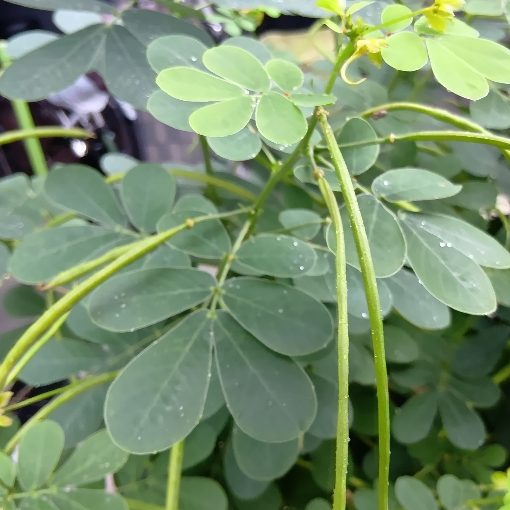 エビスグサは、たくさんの種子をつくる繁殖力の高い植物！