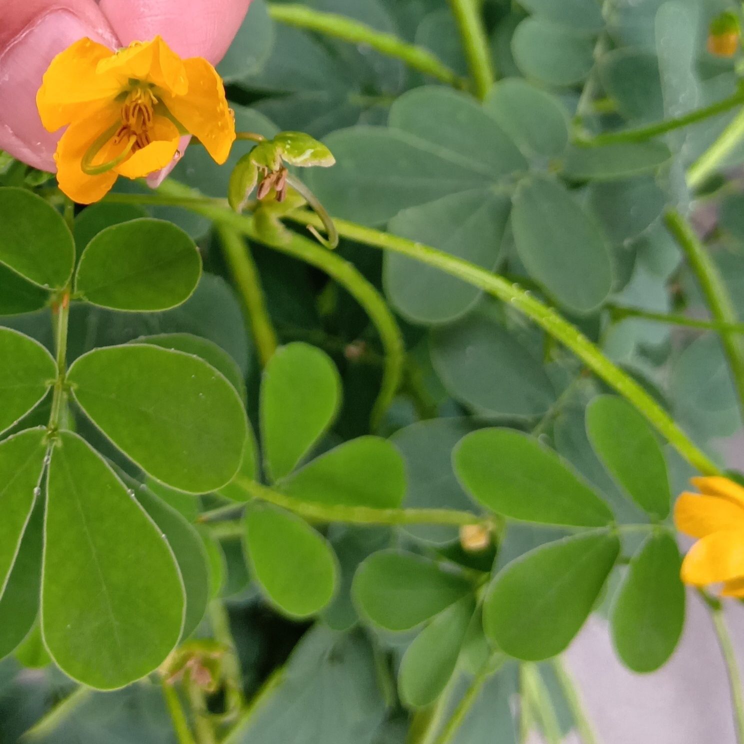 黄色いお花を開花させます！撮影時期は9月はじめです！