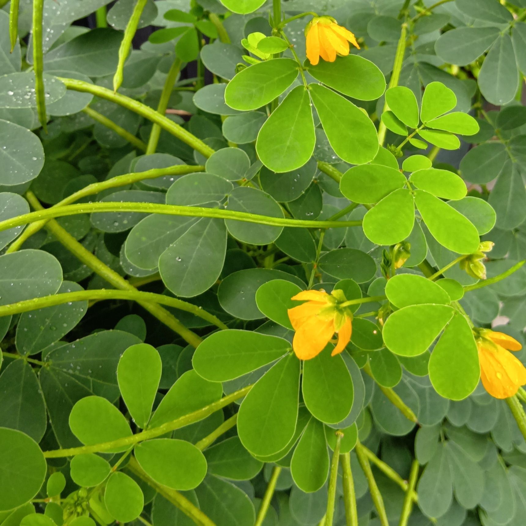 生薬にもなる「エビスグサ」　慎ましやかな花に隠された、したたかな生存戦略とは？