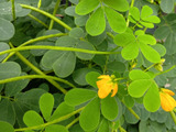 生薬にもなる「エビスグサ」　慎ましやかな花に隠された、したたかな生存戦略とは？