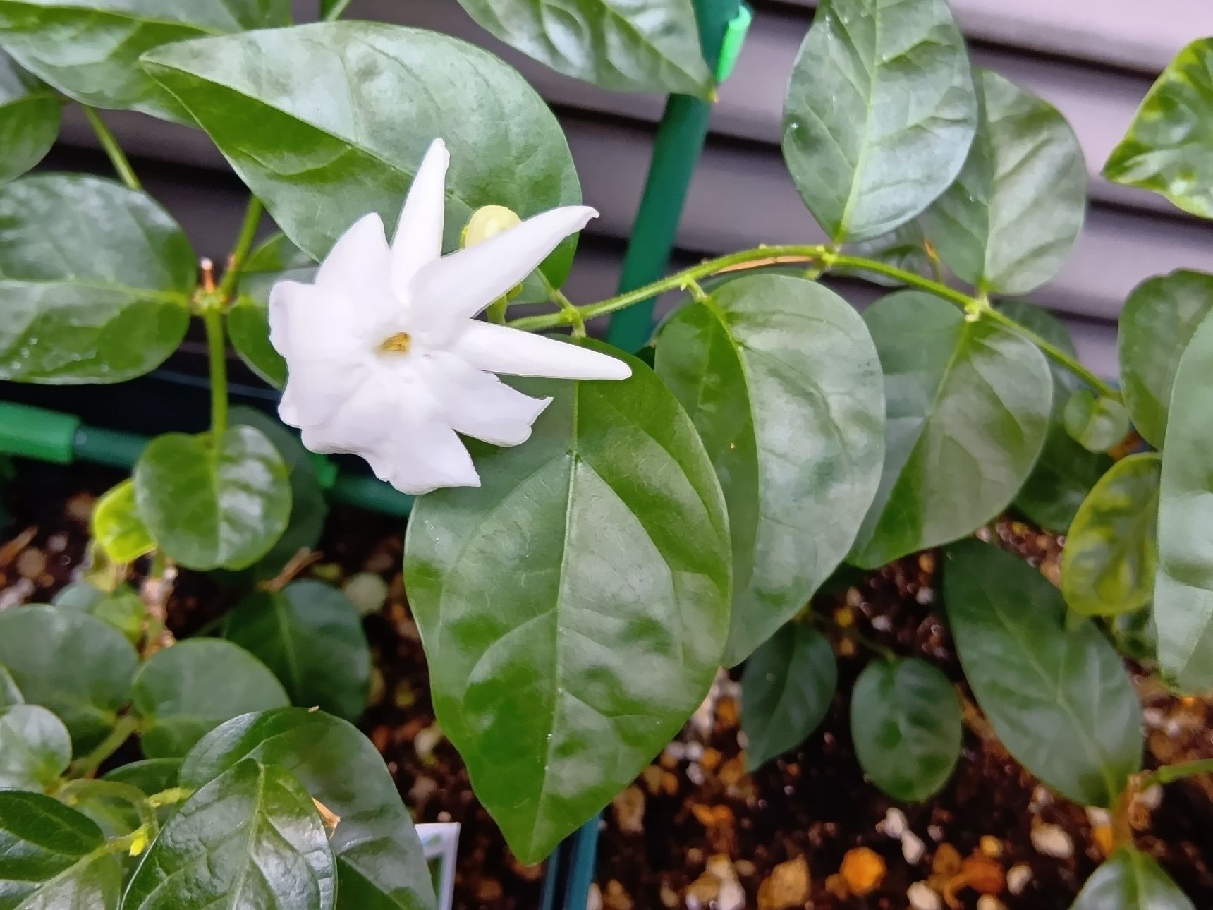 この植物は、茉莉花（マツリカ）。英名では「Arabian jasmine（アラビアンジャスミン）」と呼ばれています。