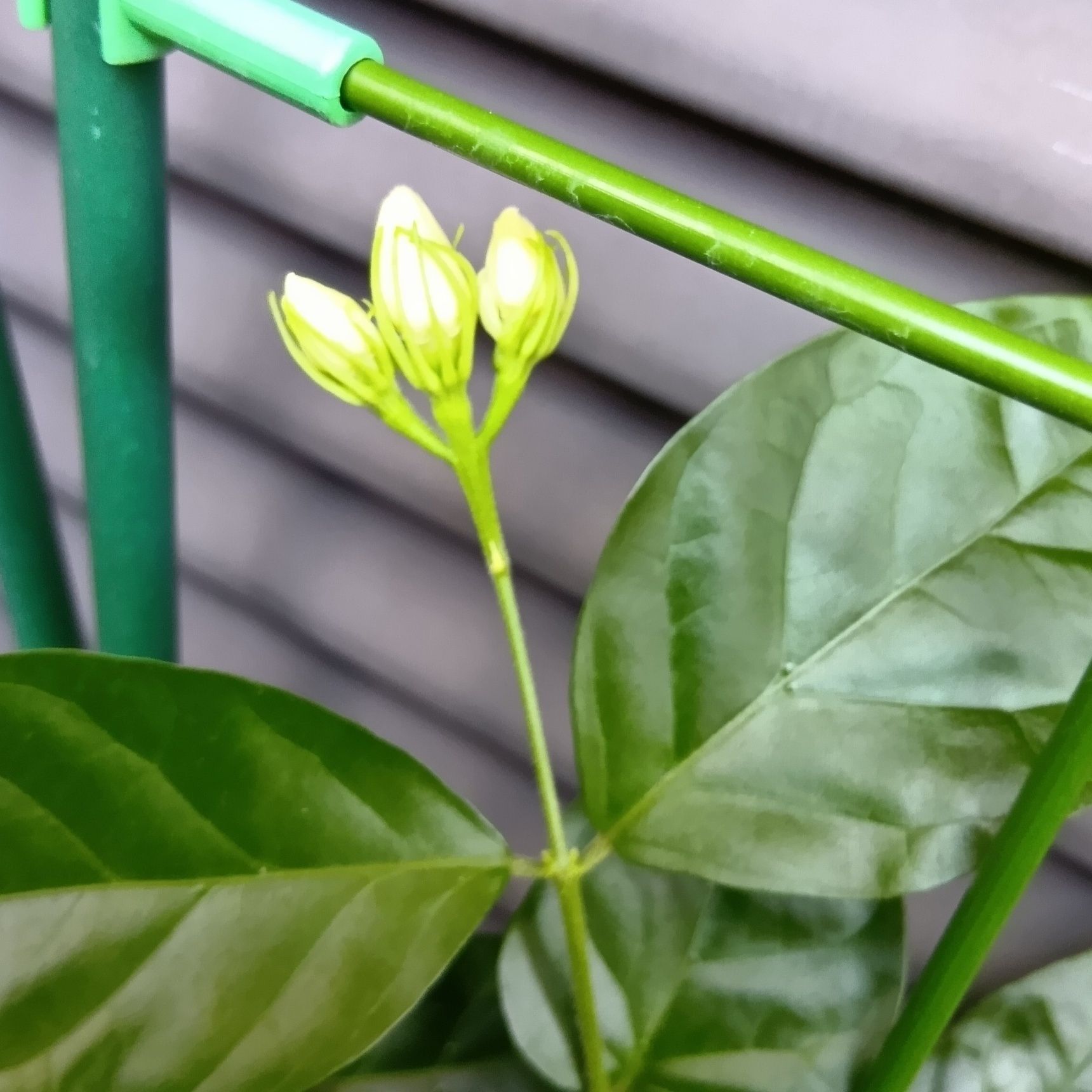 育てて実際に、気づいたことなんですが、茉莉花（マツリカ）の面白いところは、夕方ごろから花を咲かせる一日花だということ。咲いた花は翌日には落ちてしまいます。