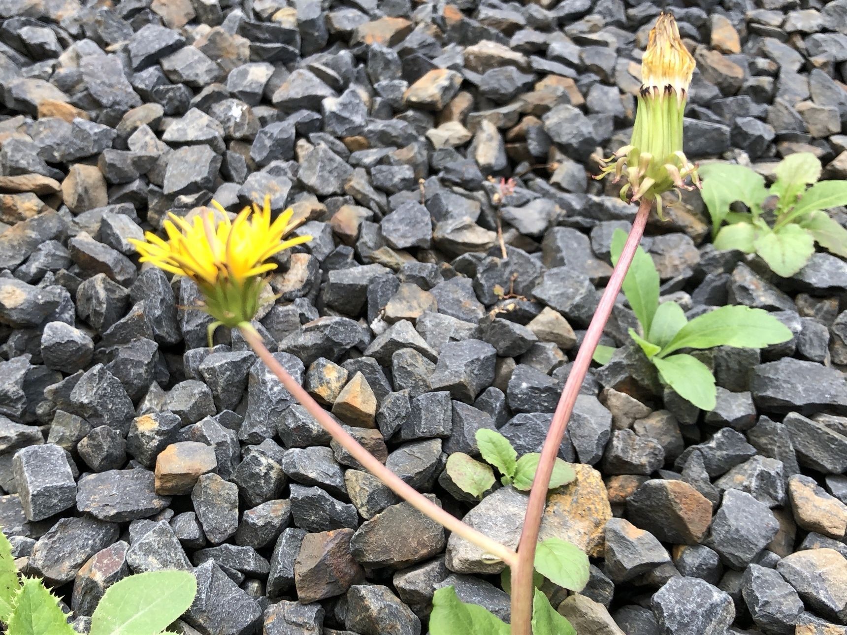 もう少し寄ってみました