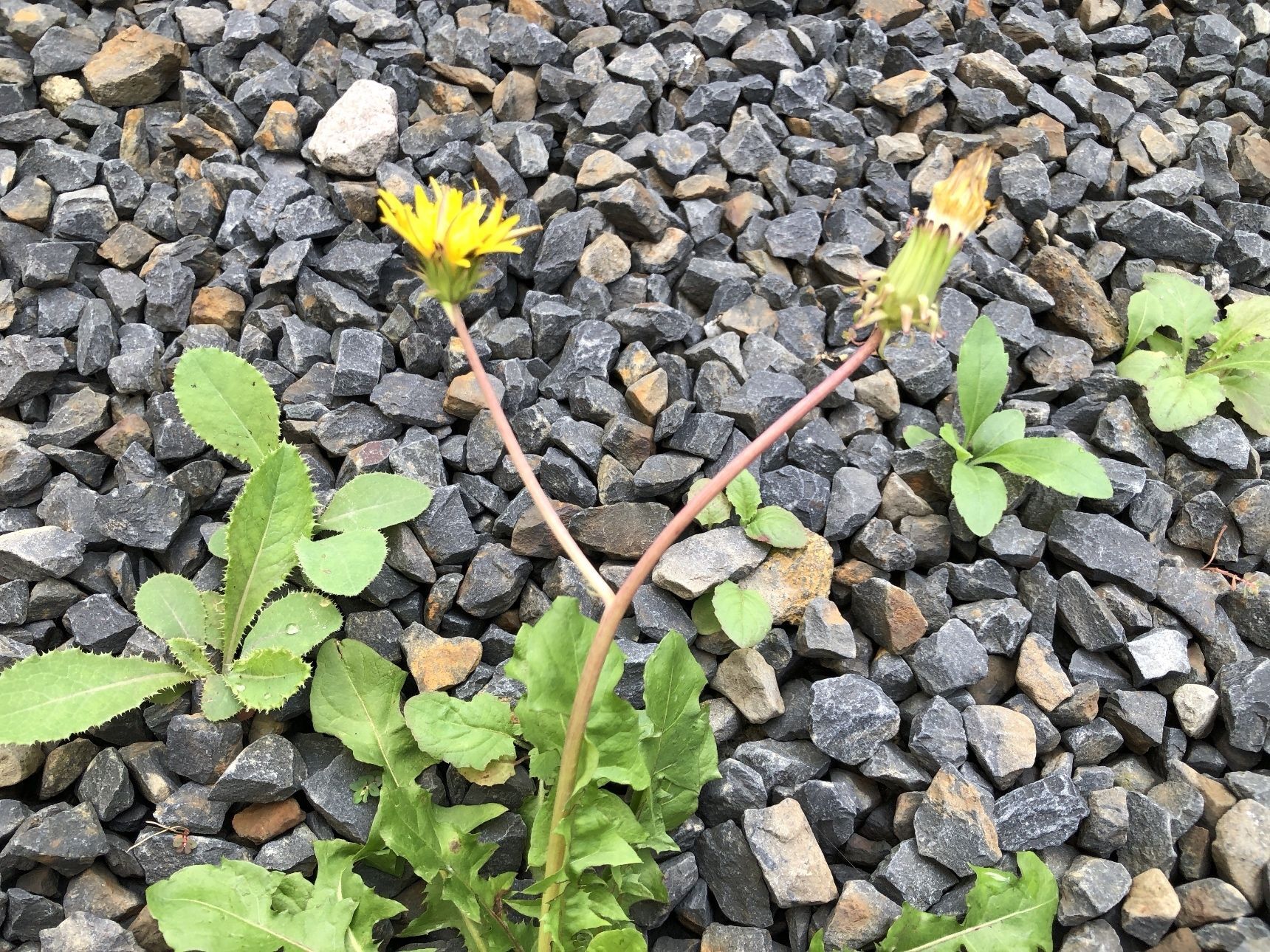 茎が枝分かれして咲いています