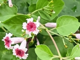 【道端の雑草】真似好きなヘクソカズラ？「カメレオン度」をまたまた追跡してみたら、やっぱり面白かった件
